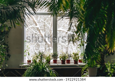A fragment of the interior with potted indoor plants and palm trees.Outside the window is a snow-covered landscape.Home gardening.Houseplants and urban jungle concept.Biophilia design.Selective focus.