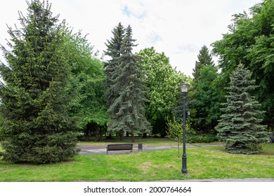 A fragment of landscaping of a city park from coniferous plants. blue spruce (Picea pungens) in a city park