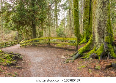 Fragment Of Malcolm Lowry Trail Trail In Cates Park, Vancouver, Canada