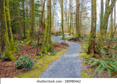 Fragment Of Malcolm Lowry Trail Trail In Cates Park, Vancouver, Canada