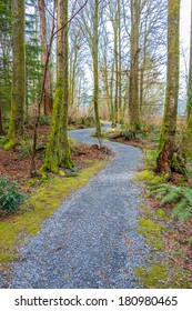 Fragment Of Malcolm Lowry Trail Trail In Cates Park, Vancouver, Canada