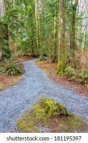 Fragment Of Malcolm Lowry Trail Trail In Cates Park, Vancouver, Canada