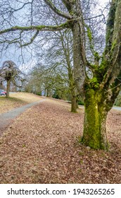 Fragment Of Malcolm Lowry Trail Trail In Cates Park, Vancouver, Canada