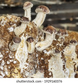 Fragment Of A Mushroom Farm. Mushroom Blocks And Young Shiitake Mushrooms.