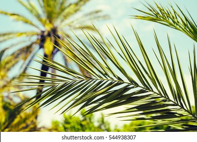 15,986 Palm tree israel Images, Stock Photos & Vectors | Shutterstock