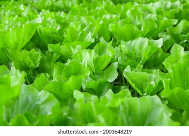 Fragment Of Plantation Of Vegetable Marrow Squash, Big Leaves And Stems. Homegrown Food.  Bright Green Leaves On Kitchen Garden  Background. Summer Veg Patch Or Market Garden Copy Space.