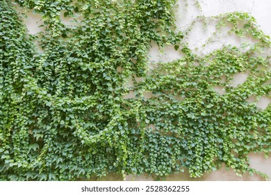 Fragment of the white plastered wall overgrown with climbing ivy branches with bright green leaves in overcast weather