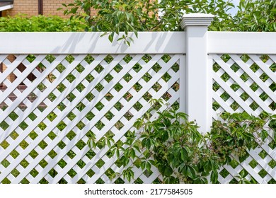 Fragment of white vinyl fence and a climbing wild grape parthenocissus grapes. Fencing of the house territory. Connection of elements of plastic fence, landscape design