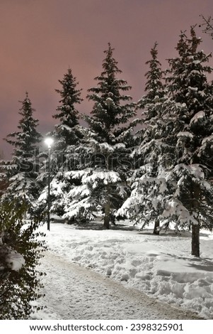 Fragment of winter spruce park with a lantern