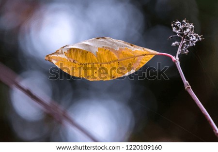 Similar – Herbststreben: Herbstblätter mit Knospe