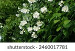 Fragrance-free beauty: The Allure of Scentless Mock Orange (Philadelphus inodorus) flowering shrub. White flowers arranged in clusters, in the garden. Spring season