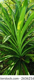 The fragrant aroma of pandan fills the air, fresh and calming.  The source?  A bunch of freshly picked fragrant pandan leaves, fresh green and still juicy.  A soft touch is felt when your fingers touc