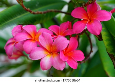 Plumeria の画像 写真素材 ベクター画像 Shutterstock