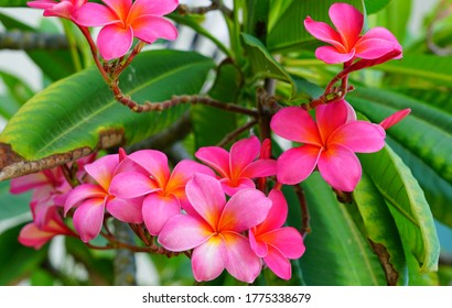 Plumeria の画像 写真素材 ベクター画像 Shutterstock