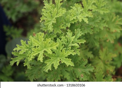 Fragrant Citronella Plant