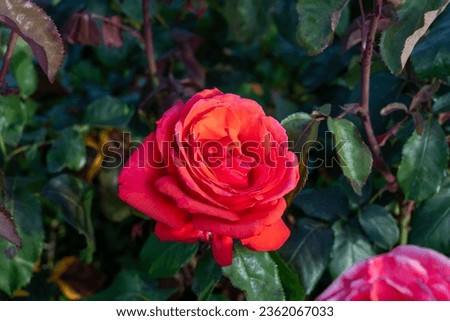 Fragrant Cloud Hybrid tea rose in a garden. California, United States - June, 2023.  