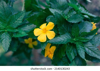 Fragrant damiana yellow flower with dark green leaves. Aphrodisiac and antidepressant.