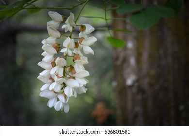 Fragrant Flower Acacia