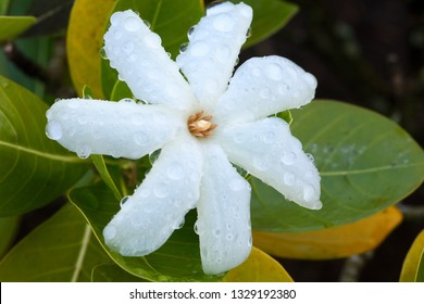 Fragrant Flower Of Tahitian Gardenia