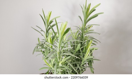 Fragrant Lavender Plant. Garden Greens.	