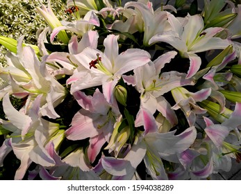 Fragrant Lily Lilium Oriental-hybrids Casablanca