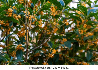 Fragrant olive with orange blossoms - Shutterstock ID 2337464951