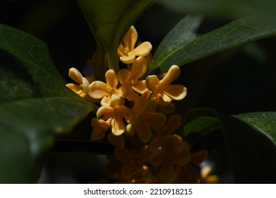 Fragrant orange colored olive flowers. Oleaceae evergreen tree. Fragrant orange flowers bloom from September to October. Corollas are used for wine and tea, and for medicinal purposes.