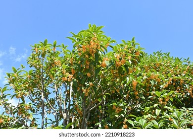 Fragrant orange colored olive flowers. Oleaceae evergreen tree. Fragrant orange flowers bloom from September to October. Corollas are used for wine and tea, and for medicinal purposes. - Shutterstock ID 2210918223