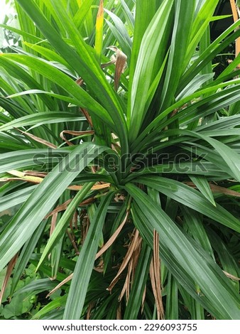 fragrant pandan leaves are usually mixed with food so that it smells good .. usually live in tripical places
