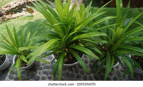 The Fragrant Pandan Plant Is A Type Of Monocot Plant From The Family Pandanaceae That Has Distinctive Scented Leaves. 