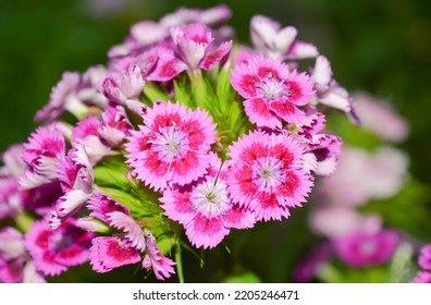 Fragrant Pink Chinese Clove Plant