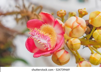 Fragrant pink Couroupita guianensis flower with blurred evening background. Couroupita guianensis or Cannon Ball Flower Only For Lord Shiva, Naglingam tree. Botanical photography.