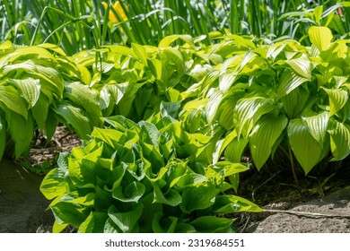 Fragrant plantain lily or Hosta in Rosetta McClain Gardens, public garden located in Scarborough, Ontario, Canada. Scarborough Bluffs area. Popular spot for photography and enjoying nature. - Shutterstock ID 2319684551