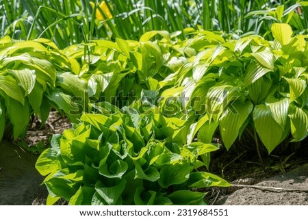 Fragrant plantain lily or Hosta in Rosetta McClain Gardens, public garden located in Scarborough, Ontario, Canada. Scarborough Bluffs area. Popular spot for photography and enjoying nature.