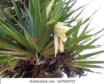 Fragrant Screwpine Flower Pandanus Fascicularis Pandanus Stock Photo ...