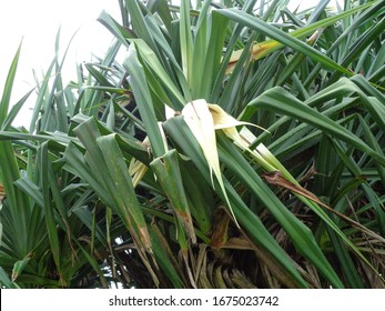 Fragrant Screwpine Flower Pandanus Fascicularis Pandanus Stock Photo ...