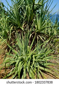 Fragrant Screwpine Flower Pandanus Fascicularis Pandanus Stock Photo ...