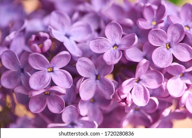 Fragrant spring lilac flowers in the springtime garden.