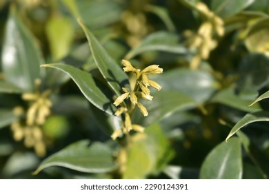 Fragrant Sweet Box branch with leaves and flower buds - Latin name - Sarcococca ruscifolia - Shutterstock ID 2290124391
