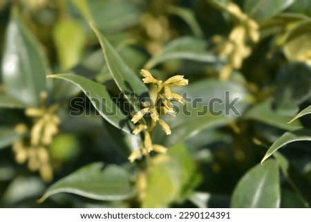 Fragrant Sweet Box branch with leaves and flower buds - Latin name - Sarcococca ruscifolia