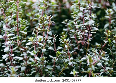 Fragrant thyme contains a source of wealth of culinary inspirations, capable of turning simple dishes into real masterpieces with its exquisite aroma and unique taste.