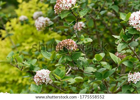 Fragrant Viburnum (tree form) features showy balls of fragrant white flowers at the ends of the branches in early spring, Viburnum x carlcephalum 