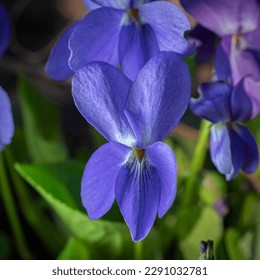fragrant violet spring flower purple - Shutterstock ID 2291032781