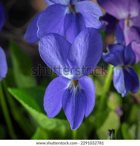 fragrant violet spring flower purple