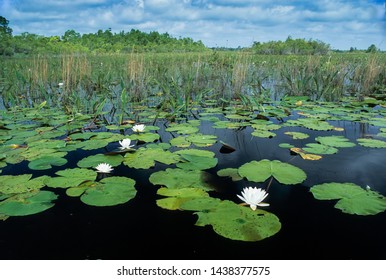 Fragrant Water Lilies (Nymphaea Odorata) In Okefenokee Swamp National Wildlife Refuge In Southeast Georgia, U.S.A.