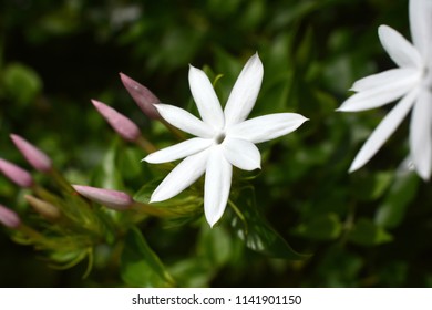Fragrant White Flowers; Jasmine