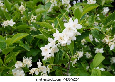 Fragrant White Flowers Of Philadelphus Mock Orange Shrub