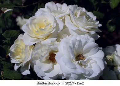 Fragrant White Roses At Point Defiance Park.