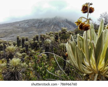 Frailejones Flowers, Sierra Nevada Del Cocuy, Colombia