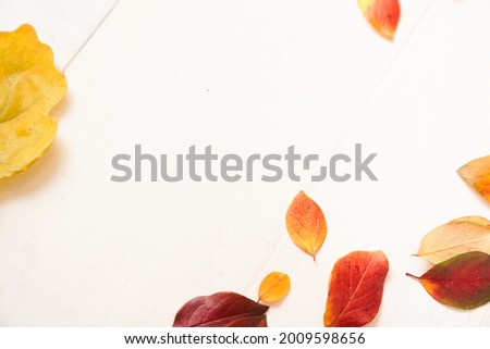 Frame of autumn leaves on a white wooden background, multicolored leaves and yellow leaf of oak. High quality photo